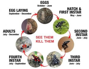 LANTERNFLY LIFE CYCLE